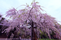 春爛漫
