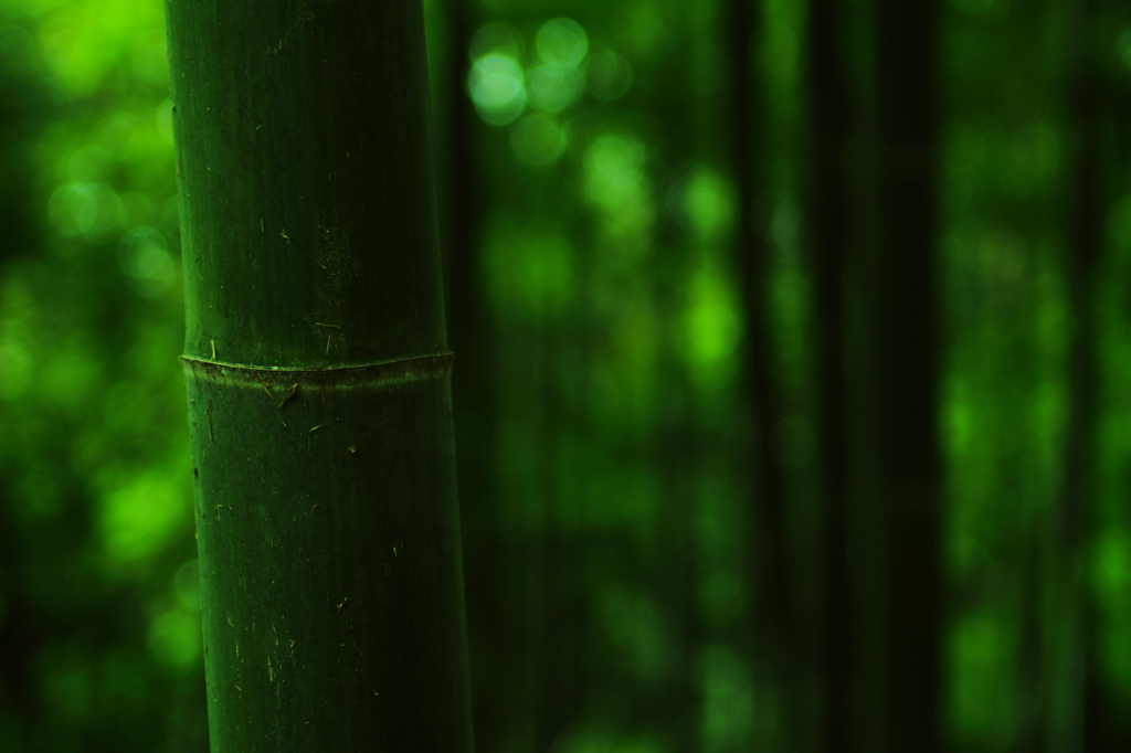 bamboo　light