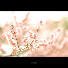 春恋しくて…