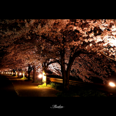 夜の散歩道
