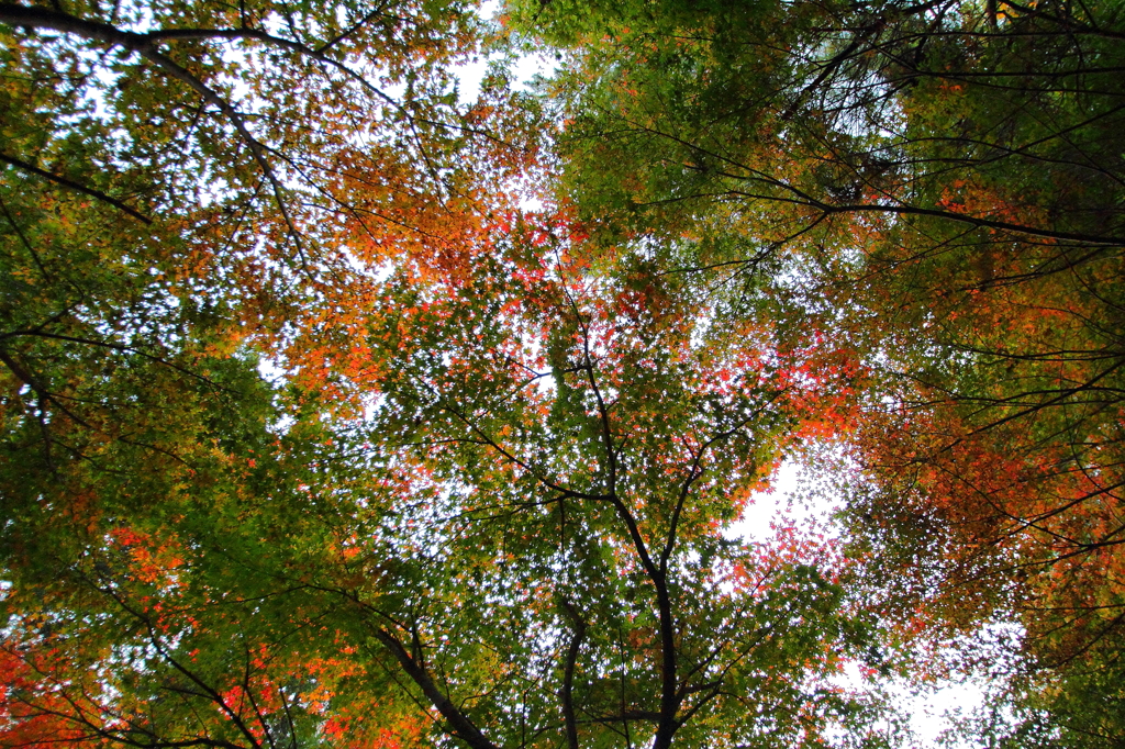 見上げた秋の世界