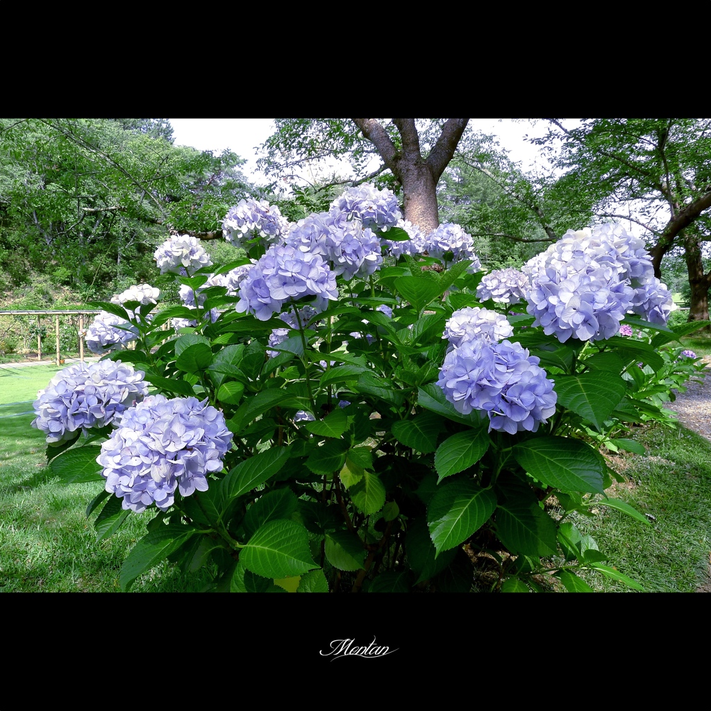 最後の紫陽花
