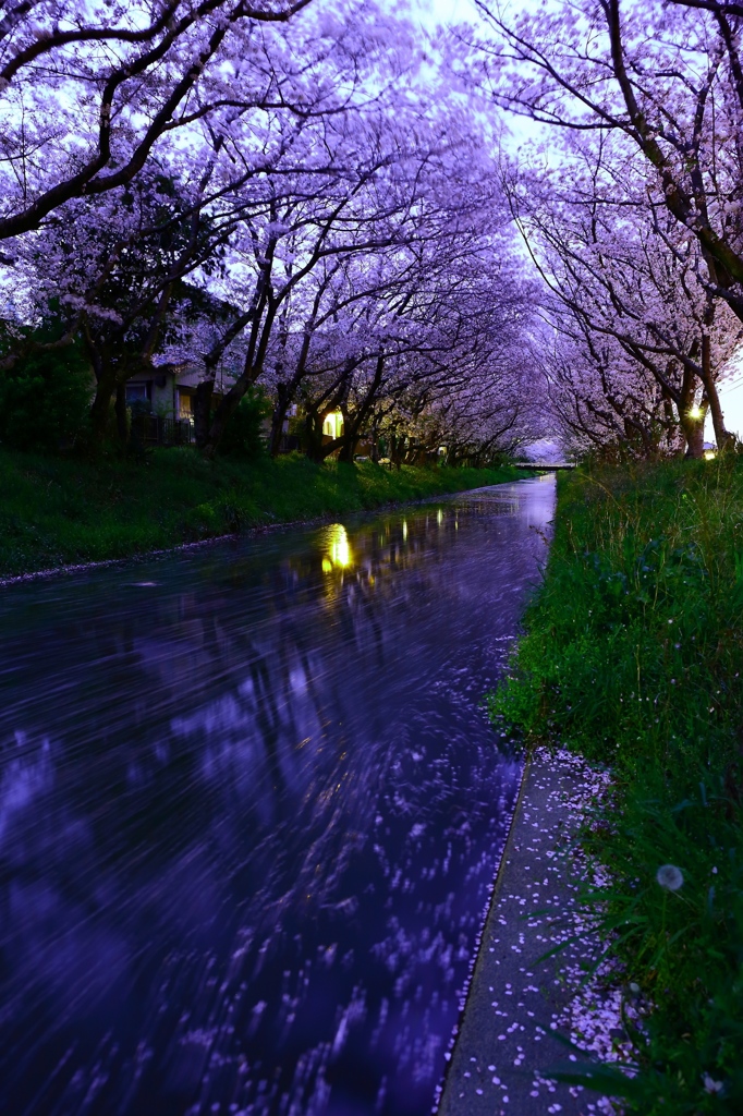 桜流し