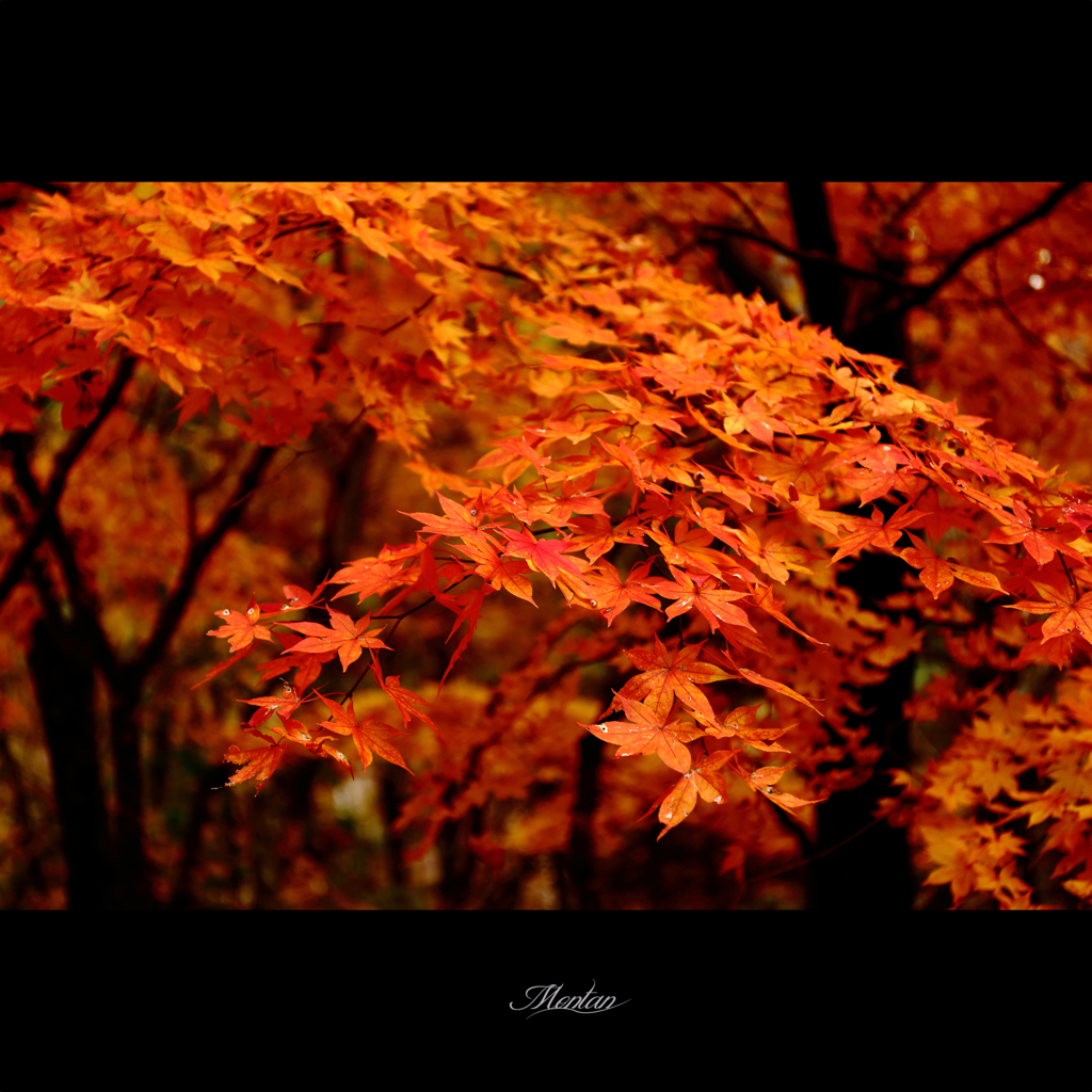 紅葉狩り