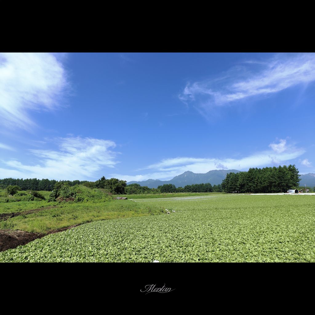 高原野菜の聖地