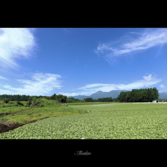 高原野菜の聖地