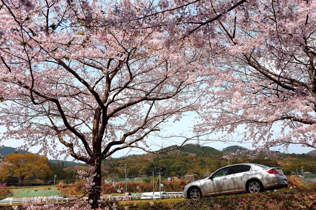 愛車と春を感じに…