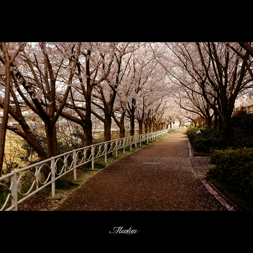 桜並木道
