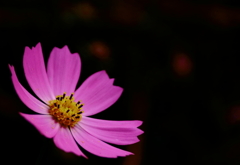 一輪花