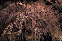 夜桜〜ドン！！