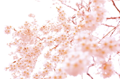 春に包まれて…