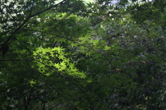 IMG_2081