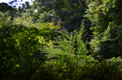IMG_2040_2