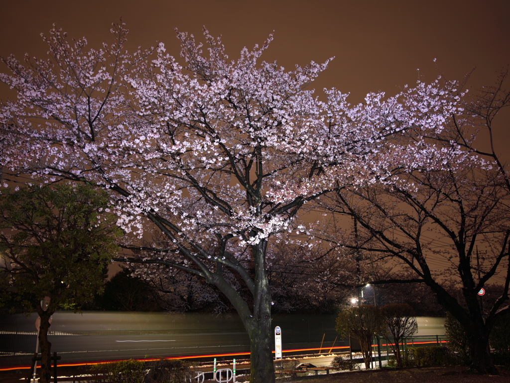 夜桜