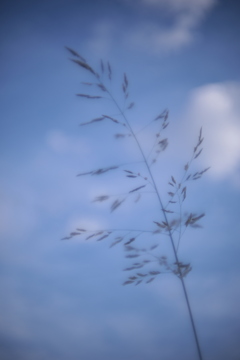 夏
