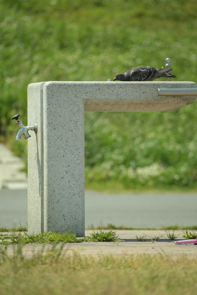 水飲み場