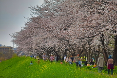 桜並木