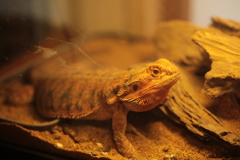 フトアゴヒゲトカゲ