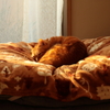 布団と同化する猫