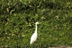 鳥の園遊会