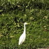 鳥の園遊会