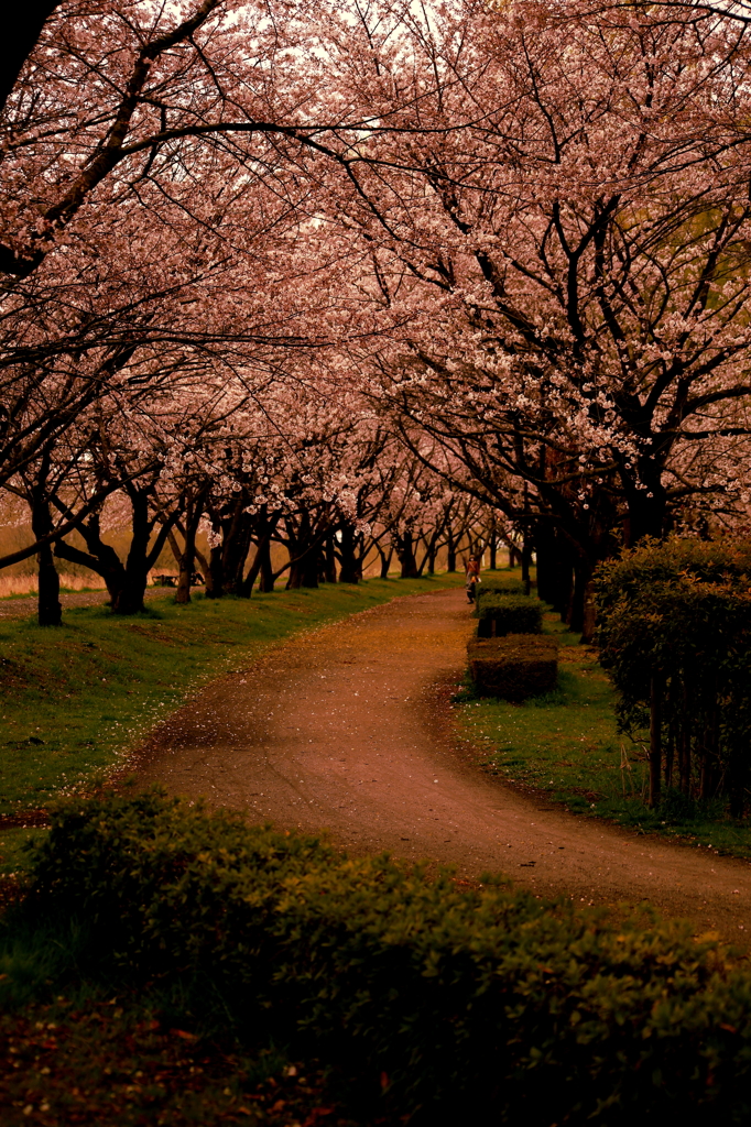 桜並木