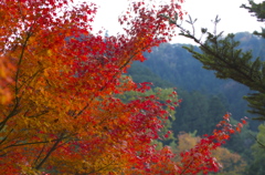 秋川渓谷紅葉