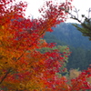秋川渓谷紅葉