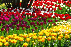 TULIPS