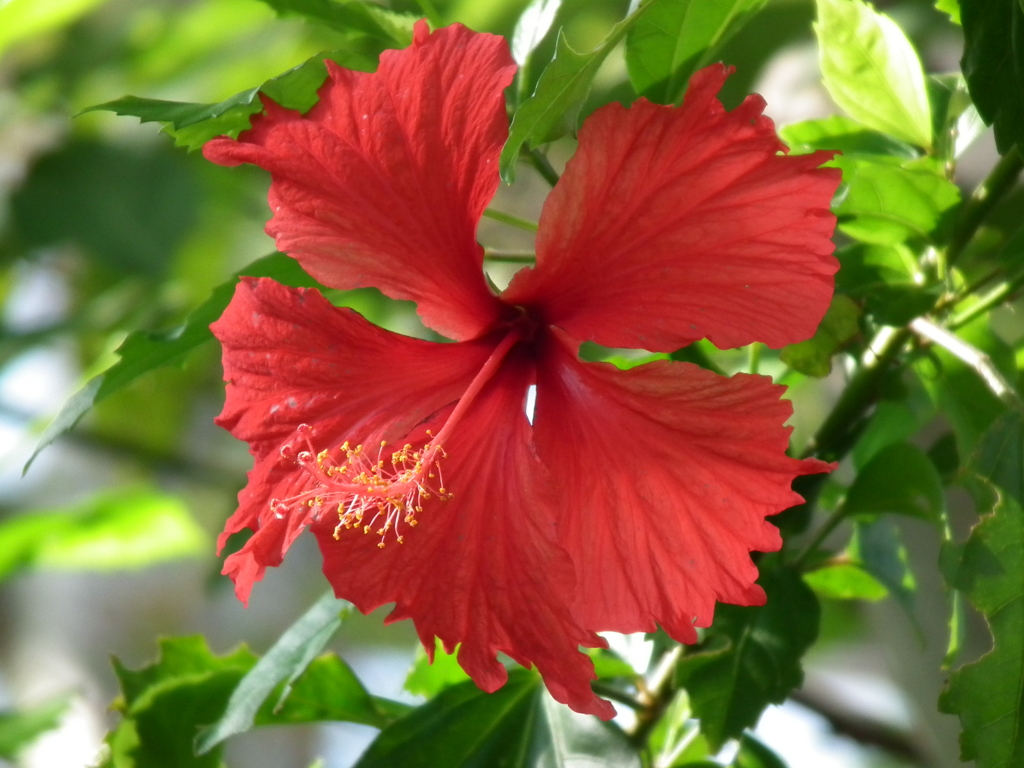 HIBISCUS