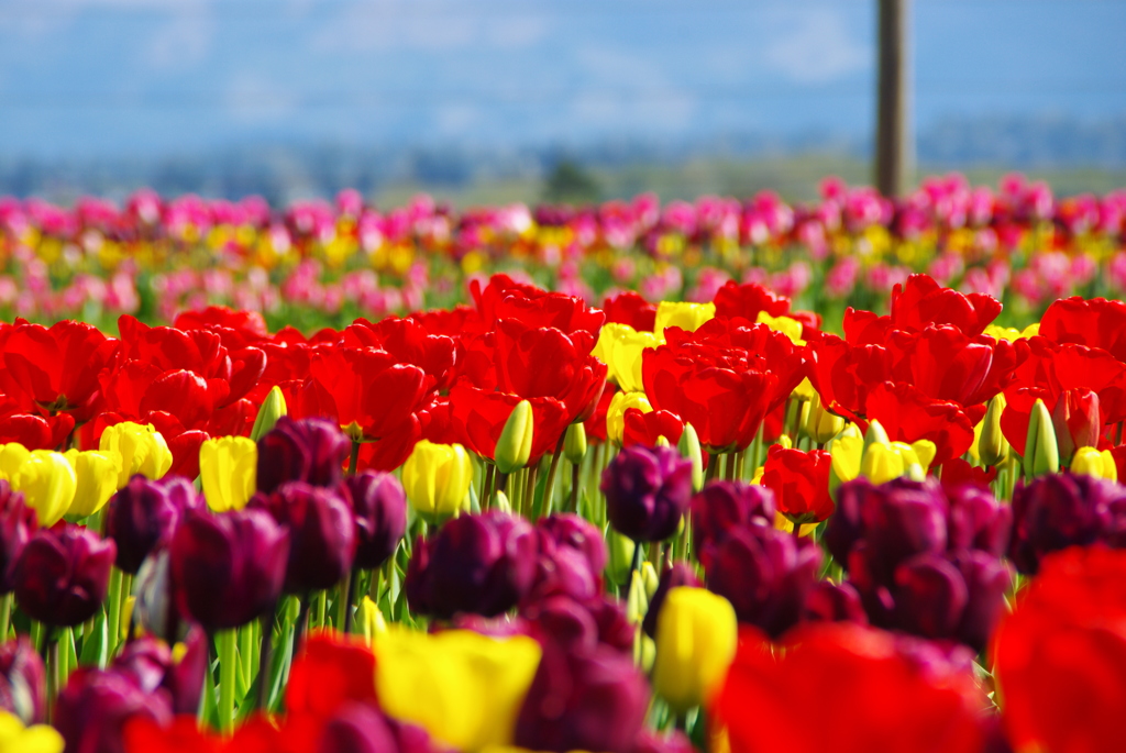 TULIPS