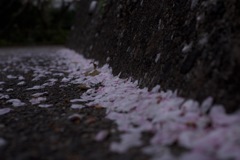 桜の吹き寄せ