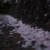 桜の吹き寄せ