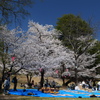 美白の桜　（上田城跡公園）