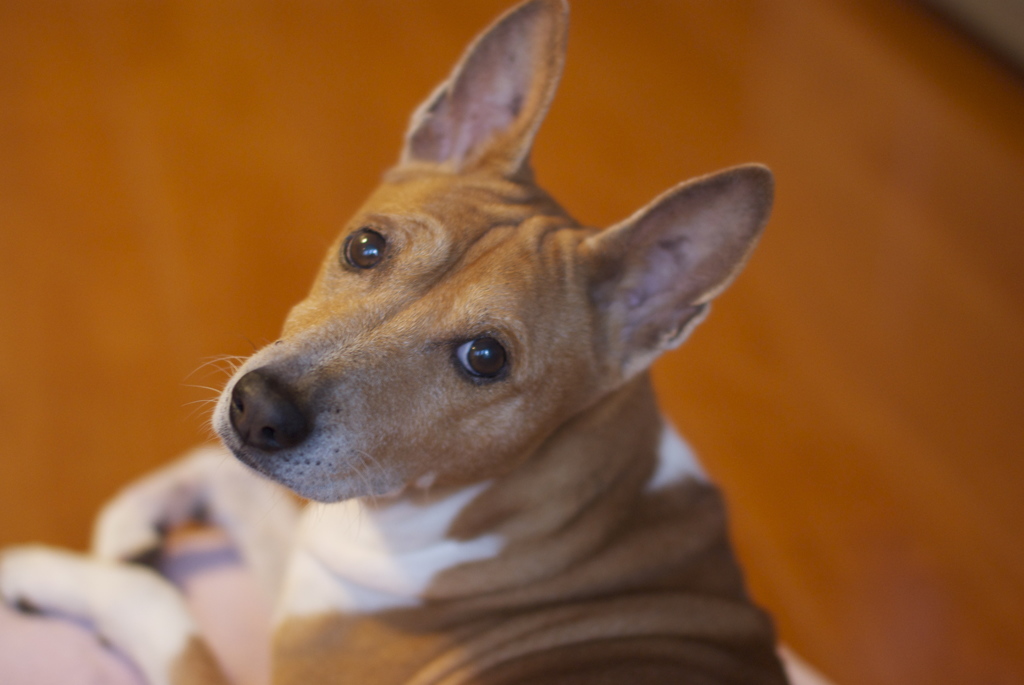 Chip (basenji)