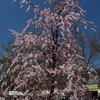 花より団子は当たりまえ