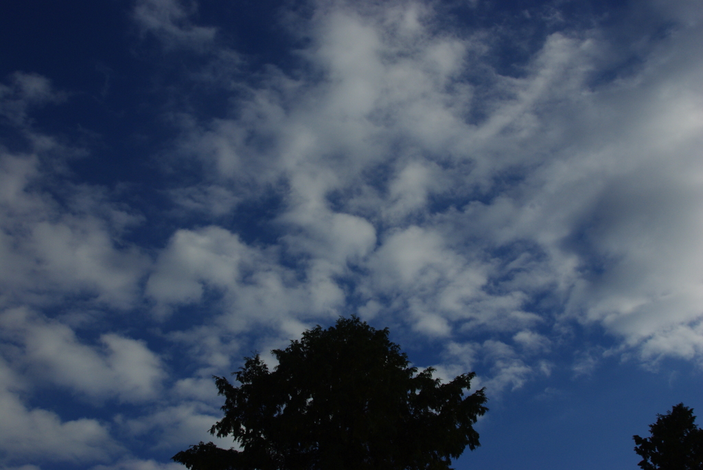 なんとなく見上げてみたら、空