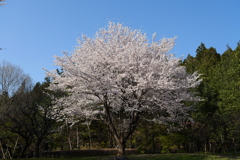 横川SA上り線　孤高の桜