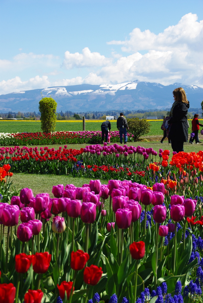 TULIPS