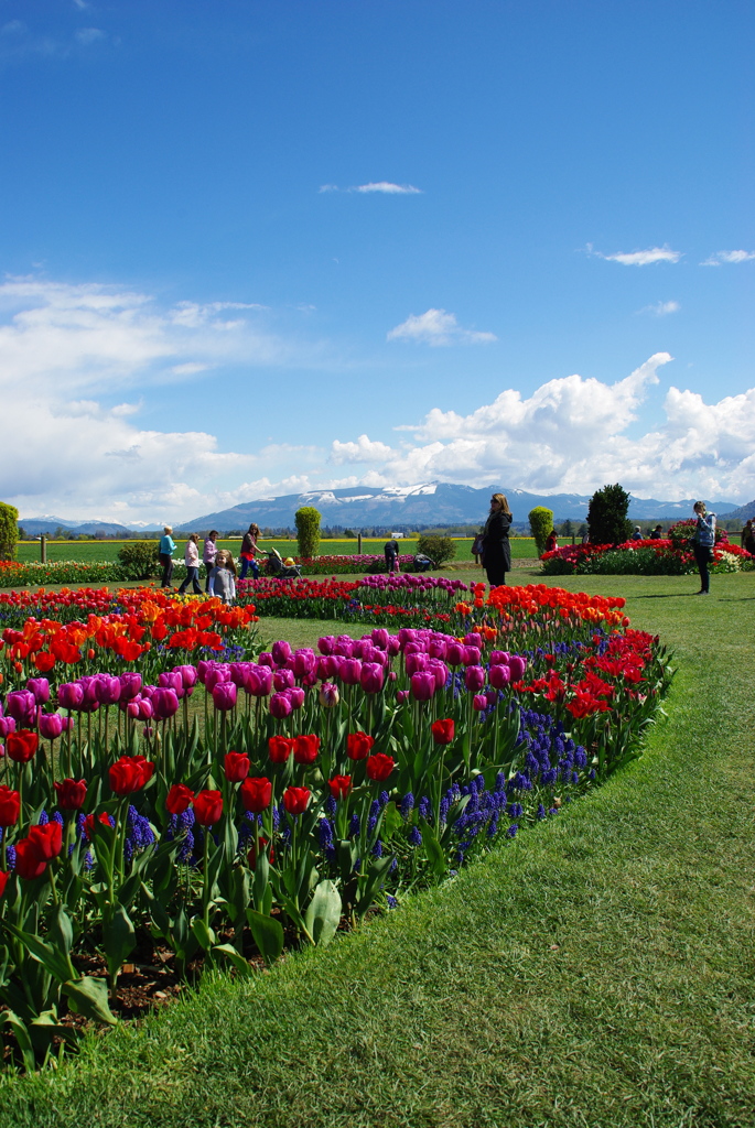 TULIPS