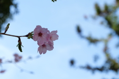 なんか可愛かったので