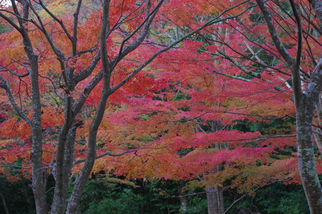 Rainbow Leaves "Rainbow"