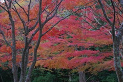 Rainbow Leaves "Rainbow"