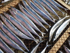 秋刀魚・旬