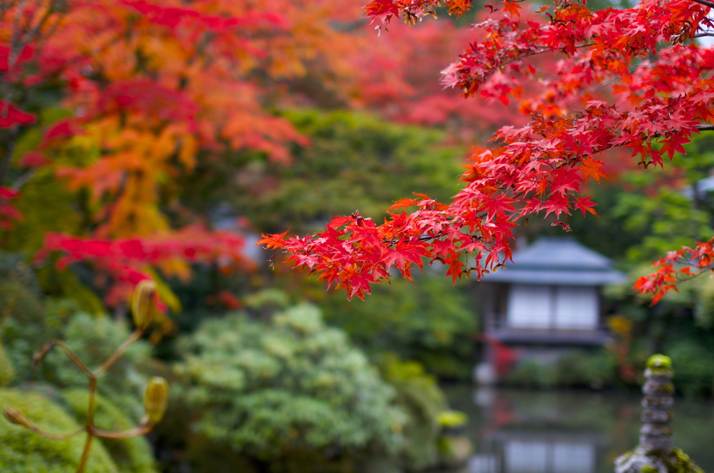 逍遥園紅葉