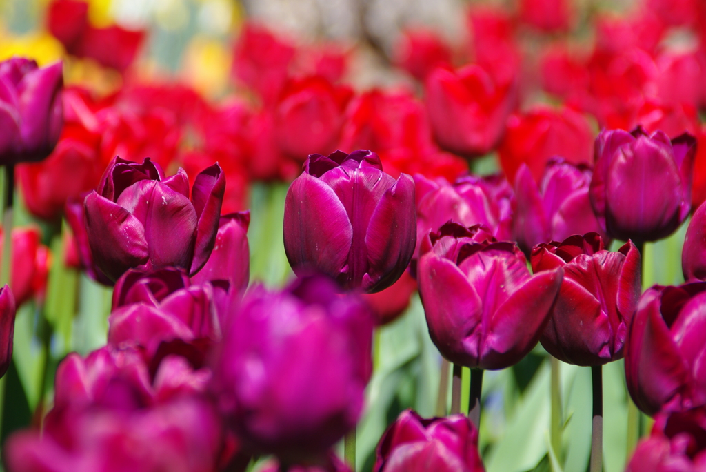 TULIPS
