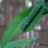 DSCF2821