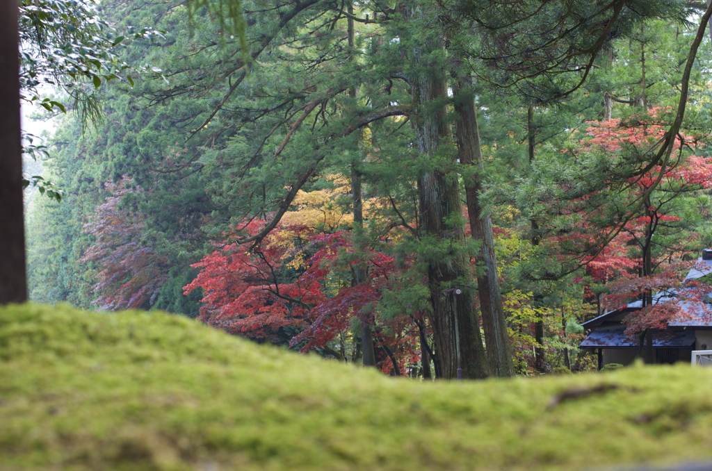 遥紅葉