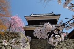 櫓と桜　（上田城跡公園）