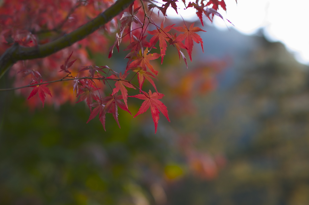 あきる野市紅葉